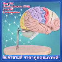 【สินค้าขายดี】กายวิภาคศาสตร์ทางการแพทย์สมองมนุษย์แบบจำลองกายวิภาคศาสตร์ Cerebral Cortex ประสาทสมองใหม่