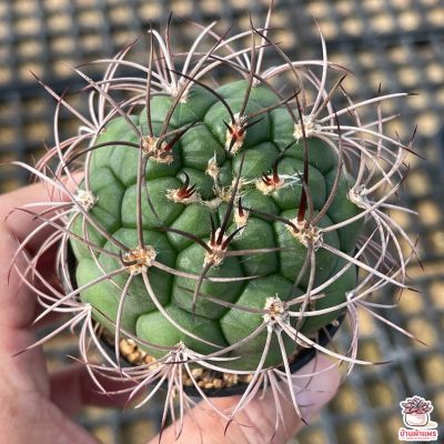 โปรโมชั่น+++++ Gymnocalycium Saglionis แคคตัส เพชร cactus&amp;succulents ราคาดี ต้นไม้ ฟอก อากาศ กระถาง ต้นไม้ ไม้ ประดับ ต้นไม้ ปลูก ใน บ้าน