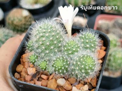 แคคตัส (Cactus) หรือ ต้นกระบองเพชร (รีบูเทียดอกขาว) กระถาง 2 นิ้ว