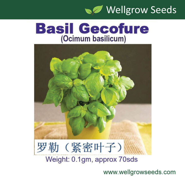 Gecofure Basil Seeds / Compact Sweet Genovese (It's a seed, not a plant