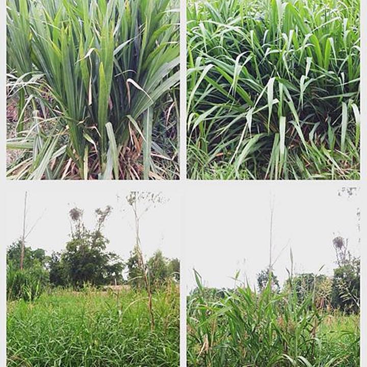 ขายส่ง-10-กิโลกรัม-เมล็ดหญ้าจัมโบ้-jumbo-grass-หญ้าสวีทจัมโบ้-ตระกูลข้าวฟ่าง-หญ้าพันธุ์-หญ้าเลี้ยงสัตว์-พืชอาหารสัตว์-เมล็ดพันธ์หญ้า