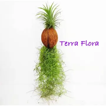 Tillandsia Spanish Moss and Ionantha Combo for Sale