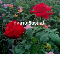 กุหลาบเชียงใหม่ กุหลาบไร้หนาม กุหลาบวาเลนไทม์ น้ำฟ้าพันธุ์ไม้ สูง 80ซม.