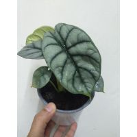 โปรดีล คุ้มค่า อโลคาเซีย ซิลเวอร์ ดราก้อน Alocasia silver dragon (ต้นใหญ่ มีไข่ทุกกถ.) ฟอร์มใบสวยมาก ลายชัด ไม้คัดพิเศษเกรดพรีเมียม ของพร้อมส่ง พรรณ ไม้ น้ำ พรรณ ไม้ ทุก ชนิด พรรณ ไม้ น้ำ สวยงาม พรรณ ไม้ มงคล