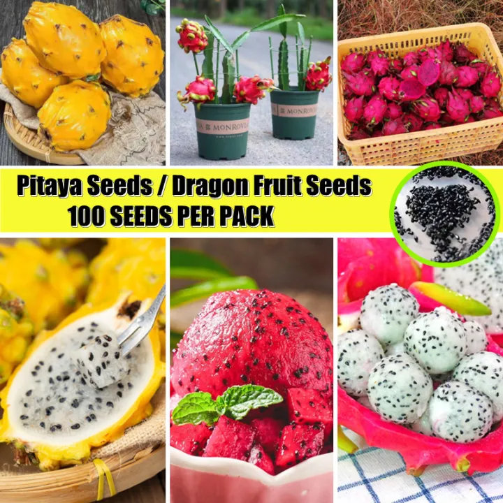 100-organic-pitaya-seeds-dragon-fruit-seed