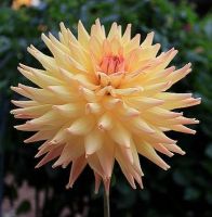 1 หัว /ชุุด เหง้า ต้นรักเร่ Dahlia Bulb สายพันธุ์ Cactus สีเหลือง หัวรักเร่ ดอกไม้ ดอกรักเร่ รักแรกพบ เฟิร์สเลิฟ ดอกไม้นำเข้า พร้อมให้ดอก