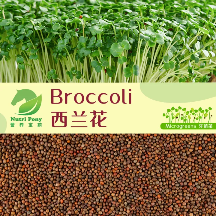 50 Grams Green Broccoli Microgreens Seeds Non Gmo 青花菜 西兰花芽苗菜种子biji Benih Brokoli Kobis Bunga Hijau Microgreen Seed Lazada