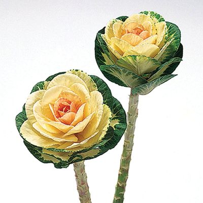 50 เมล็ดพันธุ์ กะหล่ำประดับ (Ornamental Cabbage) Cabbage flower Seeds มีคู่มือพร้อมปลูก อัตราการงอกสูง 70-80%