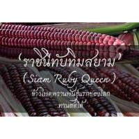 เมล็ดพันธุ์ ข้าวโพดทานดิบราชินีทับทิมสยาม (Siam Ruby Queen)  สีม่วงเข้ม ฝักใหญ่ ทานดิบได้ ซองละ 50 เมล็ด