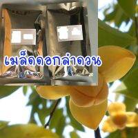 HOT สุด ดอกลําดวน 20 เมล็ด 65 สุดพิเศษ