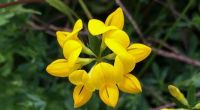 เมล็ดพันธุ์ Lotus corniculatus birds foot trefoil 500 เมล็ด เมล็ดพันธุ์นำเข้าจาก อังกฤษ