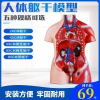 . Easy to install the chest abdomen medical human torso model equipment cardiopulmonary teaching organ combination color