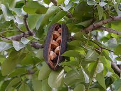 ขายส่ง 100 เมล็ด เมล็ดมะค่าโมง Makha Tree Ironwood tree Black rosewood ไม้เนื้อแข็ง มะค่าใหญ่ มะค่าหลวง มะค่าหัวคำ เขง เบง บิง ปิ้น ฟันฤๅษี แต้โหล่น ก้าเกาธ กอกก้อ แต้ มะค่าหนาม ไม้ขุดล้อม ไม้มงคล ต้นไม้มงคลพระราชทานประจำจังหวัดสุโขทัย เฟอร์นิเจอร์