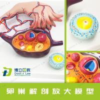 Ovaries anatomical amplification model model of female uterus ovarian structure model of follicular fallopian tube