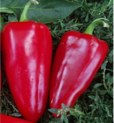 20pcs Seeds Sweet Bell Pepper Red Long Giant Garden Vegetable Organic ...