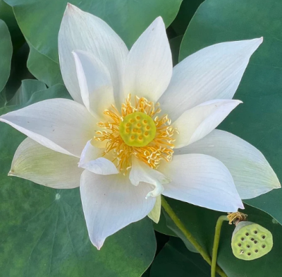 5 เมล็ด บัวนอก บัวนำเข้า บัวสายพันธุ์ Ning Dream Lotus สีขาว สวยงาม ปลูกในสภาพอากาศประเทศไทยได้ ขยายพันธุ์ง่าย เมล็ดสด