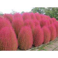 ( Pro+++ ) สุดคุ้ม หญ้ากอเชีย Kochia scoparia burning bush 10 เมล็ด นำเข้าอังกฤษ ราคาคุ้มค่า พรรณ ไม้ น้ำ พรรณ ไม้ ทุก ชนิด พรรณ ไม้ น้ำ สวยงาม พรรณ ไม้ มงคล