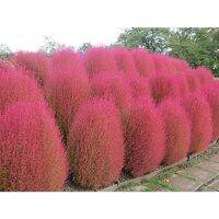 HOT** หญ้ากอเชีย Kochia scoparia burning bush 10 เมล็ด นำเข้าอังกฤษ ส่งด่วน พรรณ ไม้ น้ำ พรรณ ไม้ ทุก ชนิด พรรณ ไม้ น้ำ สวยงาม พรรณ ไม้ มงคล