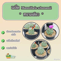 เมล็ด แมมชูแมน หนามเดี่ยว Mammillaria schumannii "single spine" 1 ซอง 10 เมล็ด