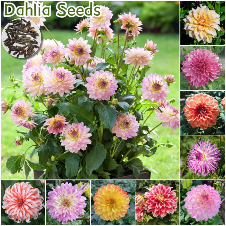 [Fast Germination] Dahlia Flower Seeds for Planting (Mix Color 150 Seed