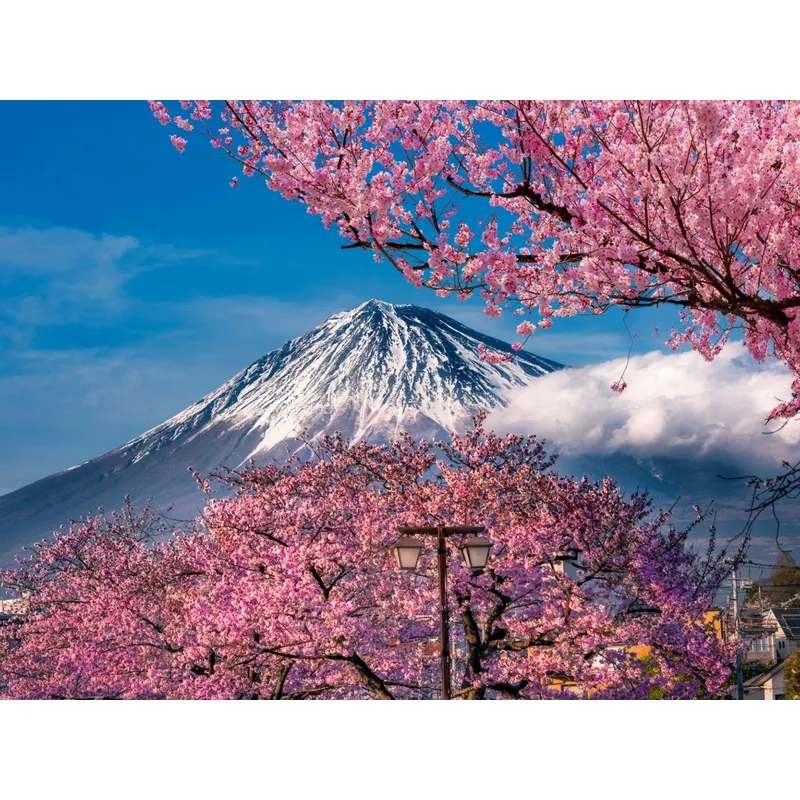150 Hình nền hoa anh đào tuyệt đẹp cho màn hình máy tính | Hoa Sakura  wallpaper | VFO.VN