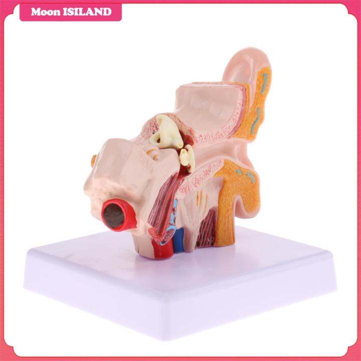 Moon ISILAND Expanded Human Ear Model 1.5X Expanded Learning | Lazada