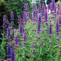 เมล็ดพันธุ์ Plant Seeds ลาเวนเดอร์ Agastache Mexicana giant hyssop lavender 200 เมล็ด เมล็ดพันธุ์นำเข้าจาก อังกฤษ