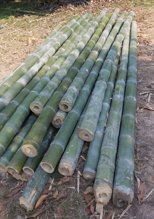 ขายส่ง-100-เมล็ด-เมล็ดไผ่ซางหม่น-dendrocalamus-sericeus-ไผ่นวลราชินี-ไผ่-ไม้ไผ่-bamboo-พืชตระกูลหญ้า-หญ้ายักษ์-พืชเศรษฐกิจ-สายพันธุ์ไผ่-เครื่องจักรสาน