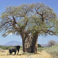 เมล็ดพันธุ์ต้นเบาบับ Africacn Baobab บรรจุ 3 เมล็ด