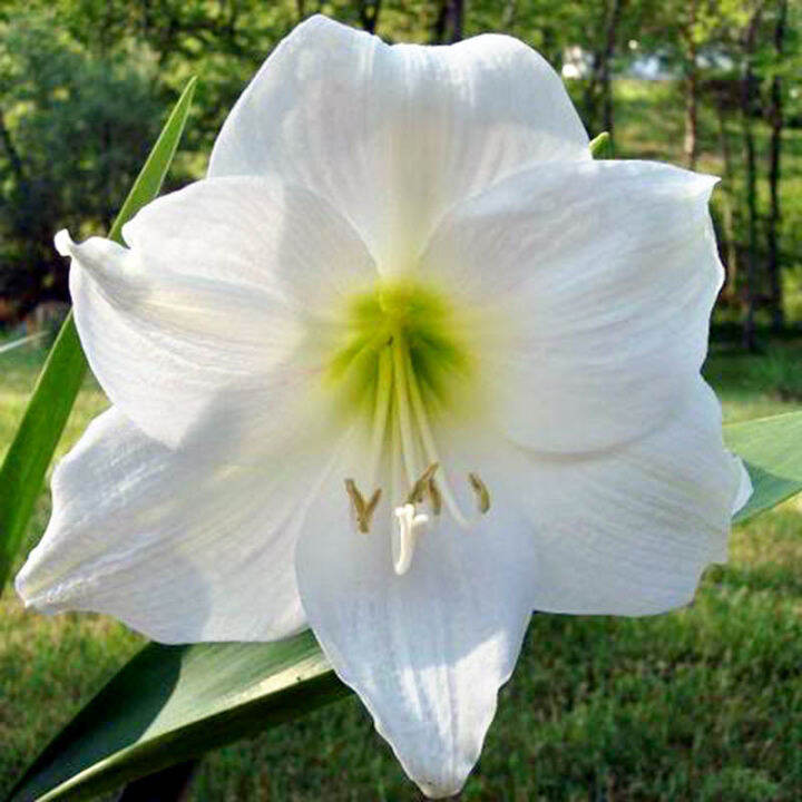 1-หัวว่าน-ว่านสี่ทิศฮอลแลนด์-amaryllis-bulb-mont-blanc-18-24-ซม-สินค้านำเข้า-แช่เย็นแล้ว-หัวขนาดใหญ่-สินค้าจำนวนจำกัด