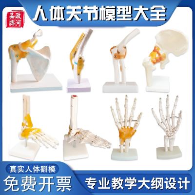 Human school teaching with hands and feet knee joint bone skeleton model hospital was shoulder hip lesions in the knee joint