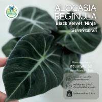 ( Pro+++ )++ ต้นมังกรกำมะหยี่ (Alocasia reginula Black Velvet Ninja) กระถาง 5 นิ้ว (รวมค่าส่งแล้วค่ะ) ราคาดี ต้นไม้ ฟอก อากาศ กระถาง ต้นไม้ ไม้ ประดับ ต้นไม้ ปลูก ใน บ้าน