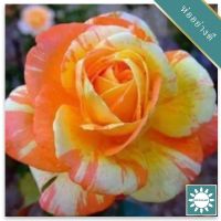 30 เมล็ด เมล็ดพันธุ์ กุหลาบ สตาร์แอนด์สไตร้พส์ Stripes Rose Seeds สี ส้ม-ขาว ดอกใหญ่ นำเข้าจากต่างประเทศ พร้อมคู่มือ เมล็ดสด ใหม่