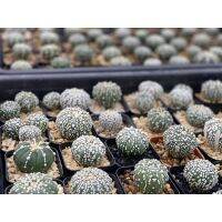 ขายดีอันดับ1 แอสโตรซุปเปอร์ คาบูโตะ แอสโตรV แอสโตรลูกV Astrophytum super kabuto V type ดอทสวยงาม เพชร คัดพิเศษเบาๆ คุ้มสุดสุด ต้นไม้ ฟอก อากาศ กระถาง ต้นไม้ ไม้ ประดับ ต้นไม้ ปลูก ใน บ้าน