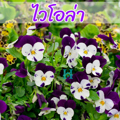 เมล็ดดอกไม้ 🌸 ไวโอล่า Viola เมล็ดไวโอล่า 50 เมล็ด homes