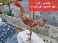 ไข่ไก่ สายเยียร์  ตีหู  สำหรับนำไปฟัก