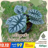 ( Promotion+++) คุ้มที่สุด อโลคาเซีย อโลคาเซียซิลเวอร์ดราก้อน Alocasia silver dragon พร้อมกระถางดำ 4 นิ้ว ราคาดี พรรณ ไม้ น้ำ พรรณ ไม้ ทุก ชนิด พรรณ ไม้ น้ำ สวยงาม พรรณ ไม้ มงคล