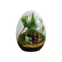 Creative Egg-shaped Glass Bottles Succulent Glass Vase Hydroponic Fleshy Micro Landscape Glass Terrarium Moss Home Decoration