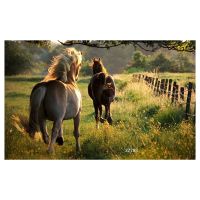 Grassland, horse, wooden column scenery Vinyl Photography Backdrops Studio Background Photo Backdrops Studio Props 7x5ft