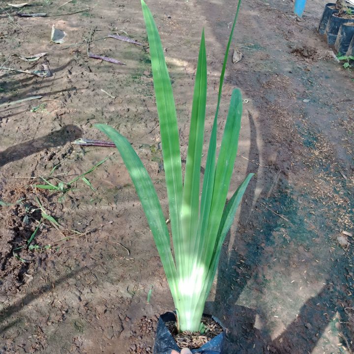 ต้นไอริส-iris-ไอริสน้ำ-ใช้ตกแต่งสวน