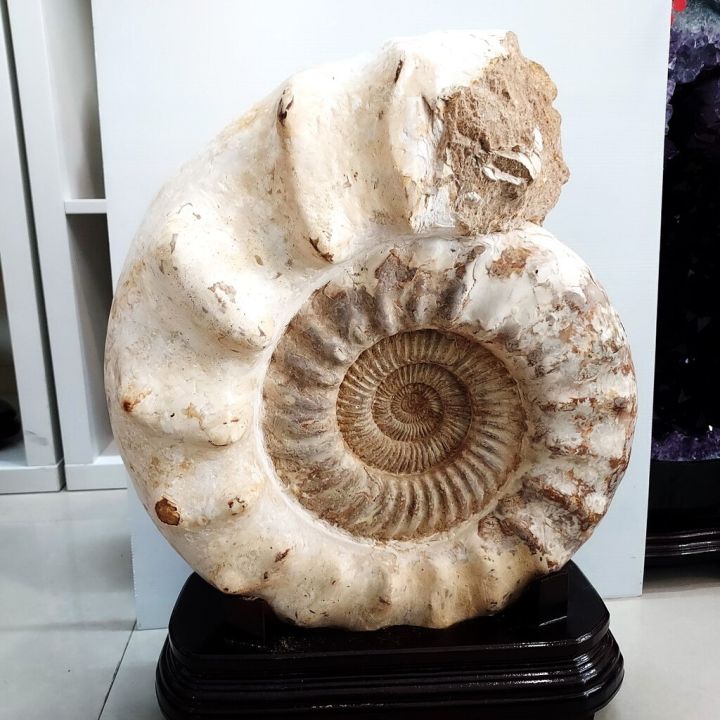 ฟอสซิลแอมโมไนต์-ammonite-ขนาดใหญ่จากมาดากัสการ์-26-6-กิโลกรัม-ดึงดูดพลังงานที่ดี-ดึงดูดความเจริญรุ่งเรือง