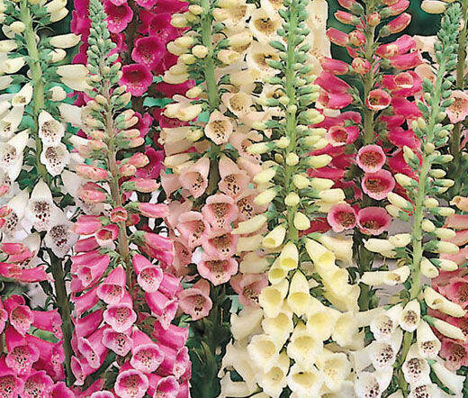 เมล็ดพันธุ์-ดอกฟ๊อกเลิฟ-ดิจิทาลิส-digitalis-purpurea-foxglove-excelsior-1000-เมล็ด-เมล็ดพันธุ์นำเข้าจาก-อังกฤษ