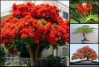 30 เมล็ด เมล็ดพันธุ์ หางนกยูงฝรั่ง ดอกสีส้ม Flame Tree, Flamboyant, Royal Poinciana.