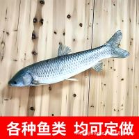 Fish fresh specimens of Marine species stripping system model furnishing articles really teaching biological teaching hang a wall to display herbarium