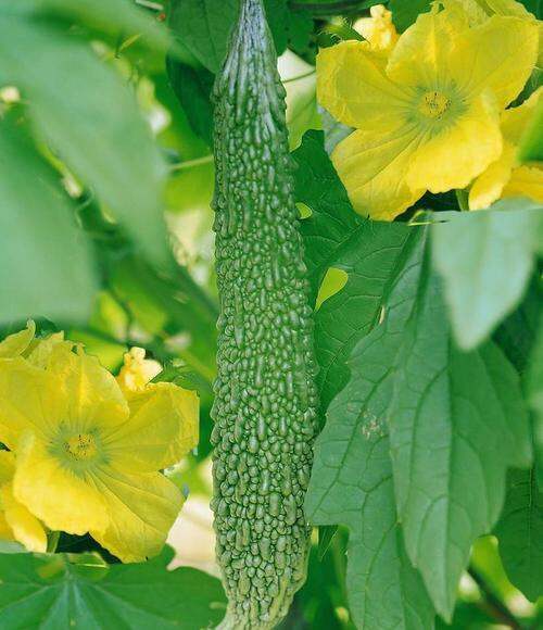 เมล็ดพันธุ์แท้100-อัตราการงอกสูง-50-แคปซูลต่อแพ็ค-bitter-gourd-seeds-vegetable-seeds-เมล็ดพันธุ์-plants-เมล็ด-พันธุ์ไม้หายาก-เมล็ดพันธุ์ผัก-ของแต่งสวน-แต่งสวน-อัตราการงอกสูง-ในสต็อกในประเทศไทย-มีคุณค่