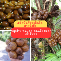 เมล็ดสละอินโดแท้ ซื้อ100เม็ด แถม30 เม็ด คุณภาพเยี่ยม ให้ผลผลิตเยอะ สายพันธุ์ผลโต ลูกดก หวาน กรอบ อร่อย