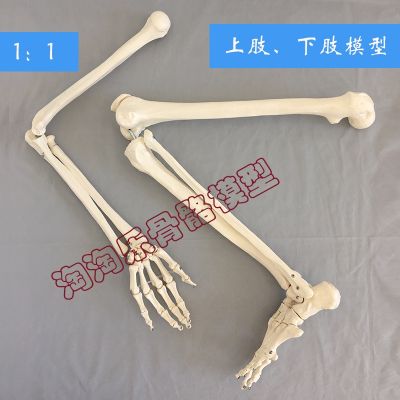 Natural big adult upper arm on the lower limb thighbone human bone knuckle orthopaedic foot model simulation