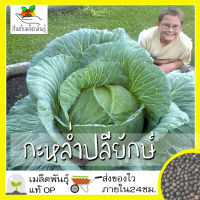 เมล็ดพันธุ์ กะหล่ำปลียักษ์ 300 เมล็ด Giant Russian Cabbage Seed เมล็ดพันธุ์แท้100% นำเข้าจากต่างประเทศ ปลูกผัก สวนครัว ราคาถูก