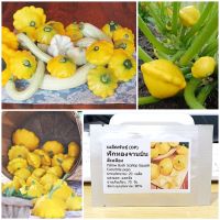 เมล็ดพันธุ์ ฟักทองจานบิน สีเหลือง (Yellow Bush Scallop Squash Seed) 20 เมล็ด คุณภาพดี ราคาถูก ของแท้