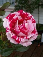 30 เมล็ด เมล็ดพันธุ์ กุหลาบ สตาร์แอนด์สไตร้พส์ Stripes Rose Seed สี ขาว-แดง ดอกใหญ่ นำเข้าจากต่างประเทศ พร้อมคู่มือ เมล็ดสดใหม่